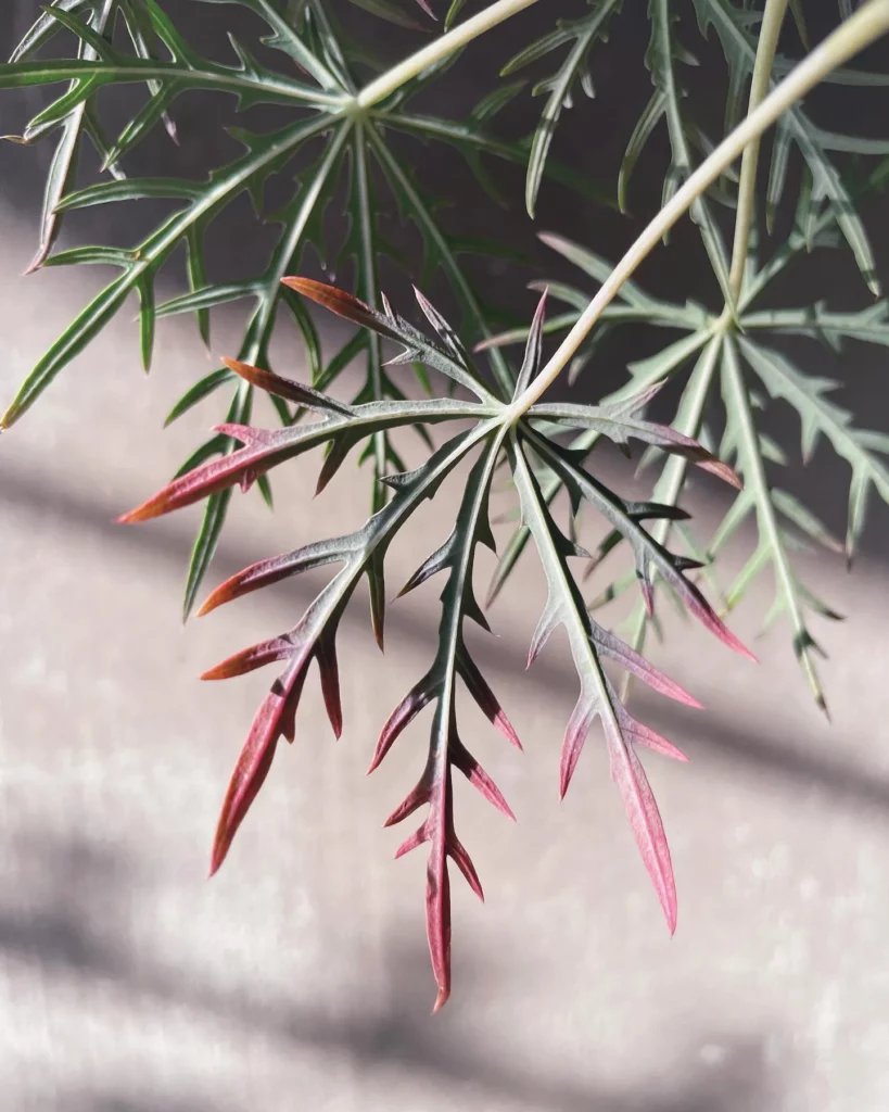 Coral Plant Leaves