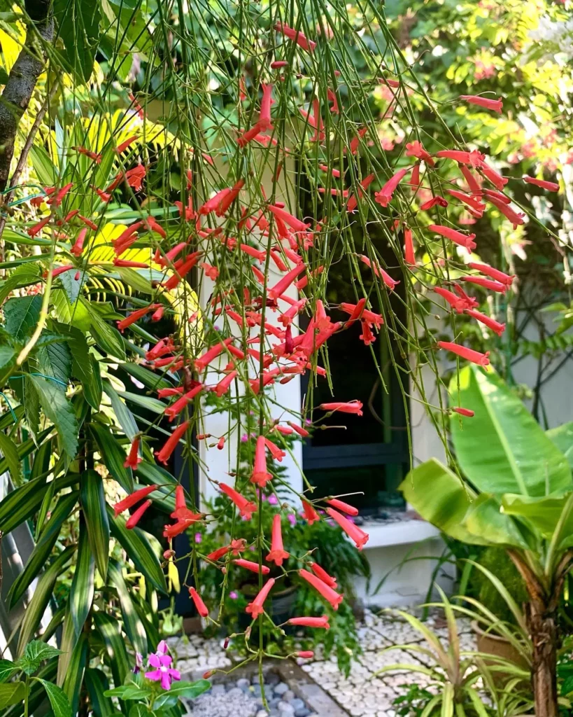 Close View of Coral Plant Flowers