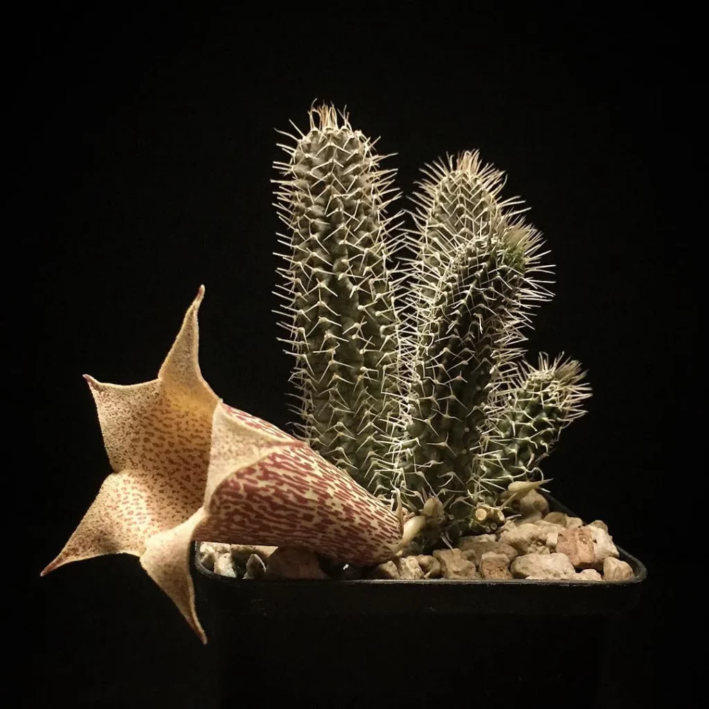 Tavaresia Succulent Plant In Square Shape Pot