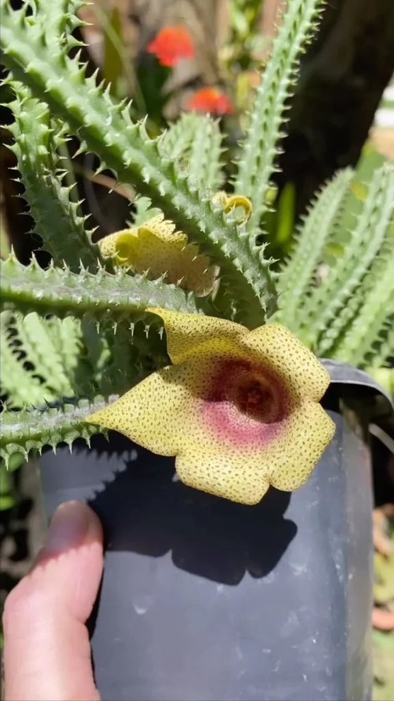 Blooming Tavaresia Succulent Plant with Yellow Flowers