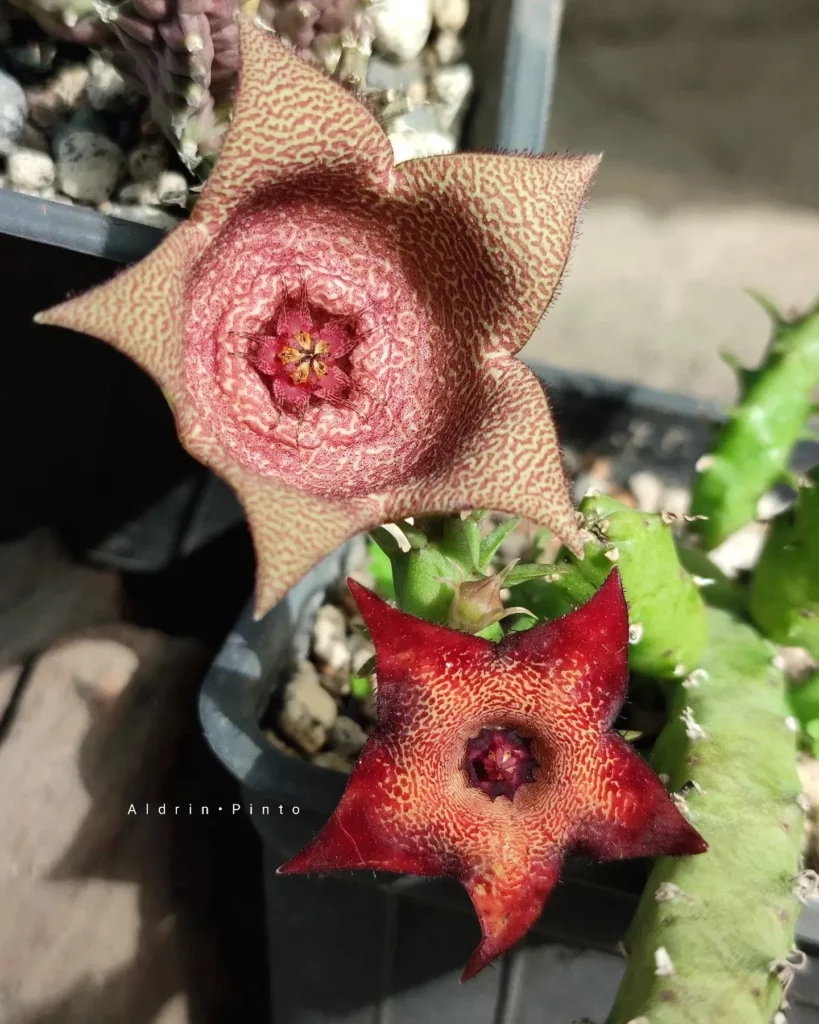 Top View of Blooming Tavaresia Succulent Plant at Garden