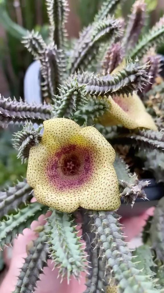 Blooming Tavaresia Succulent Plant