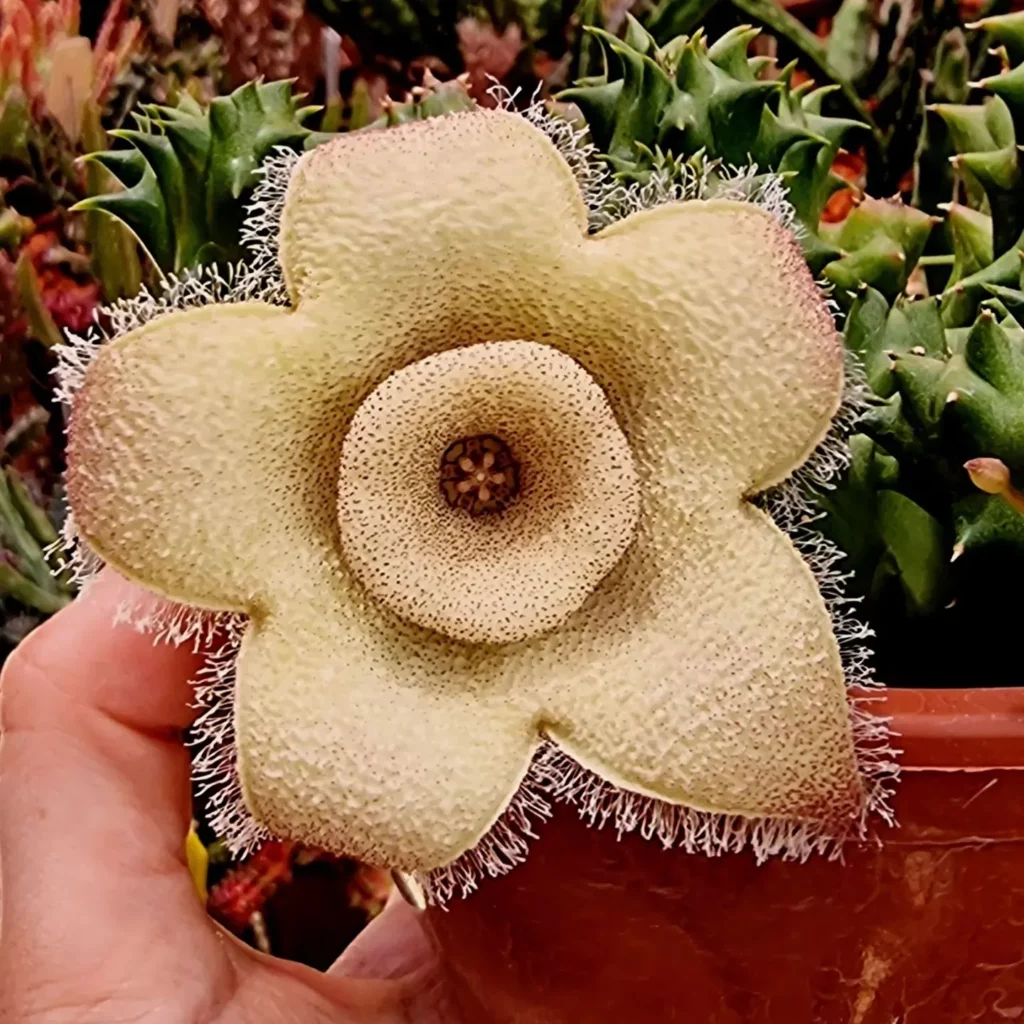 Tavaresia Succulent Plant In Human Hand at Garden