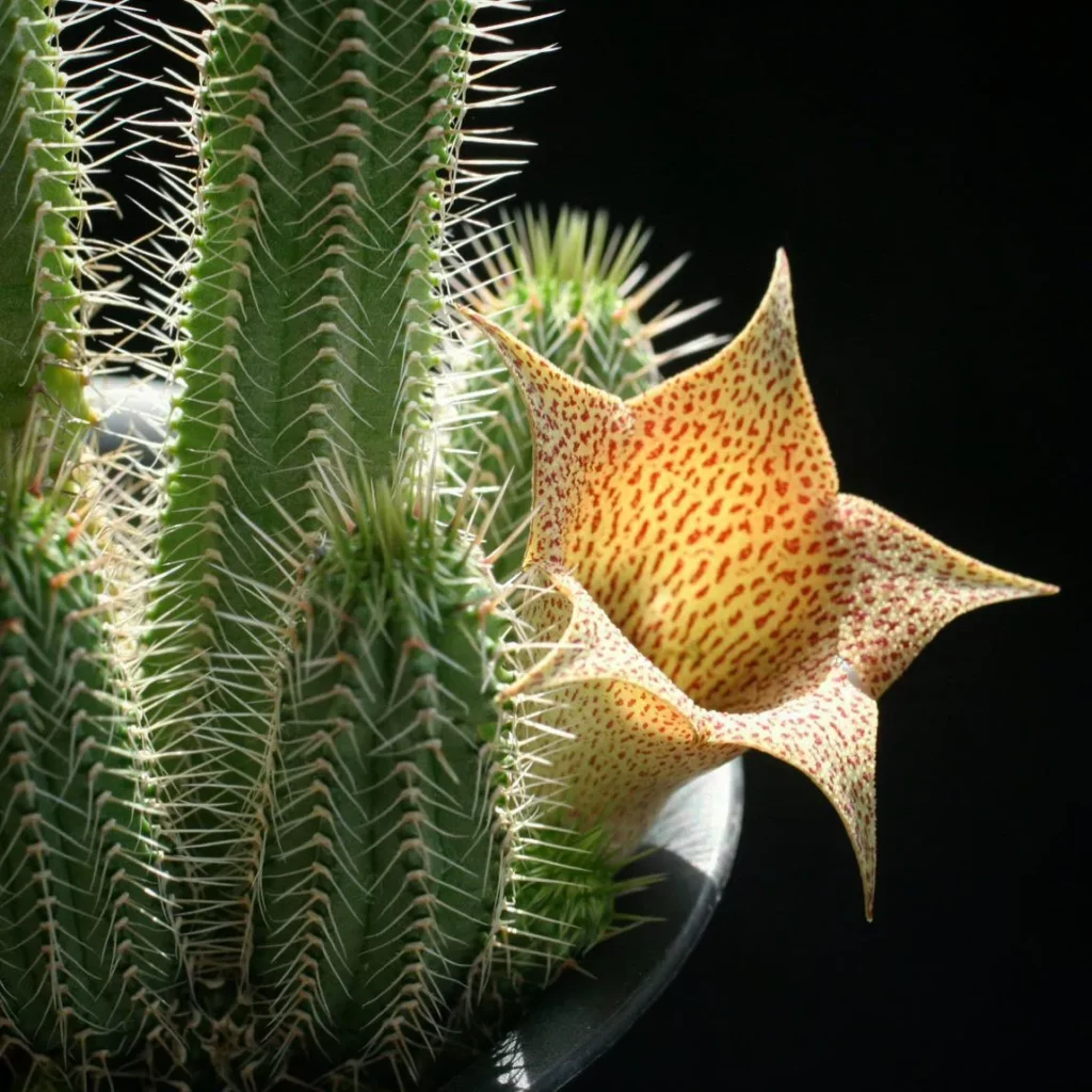 Blooming Tavaresia Succulent Plant Observing LED Grow Light
