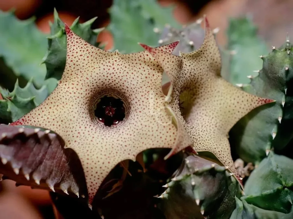 Closer View of Tavaresia Succulent Plant