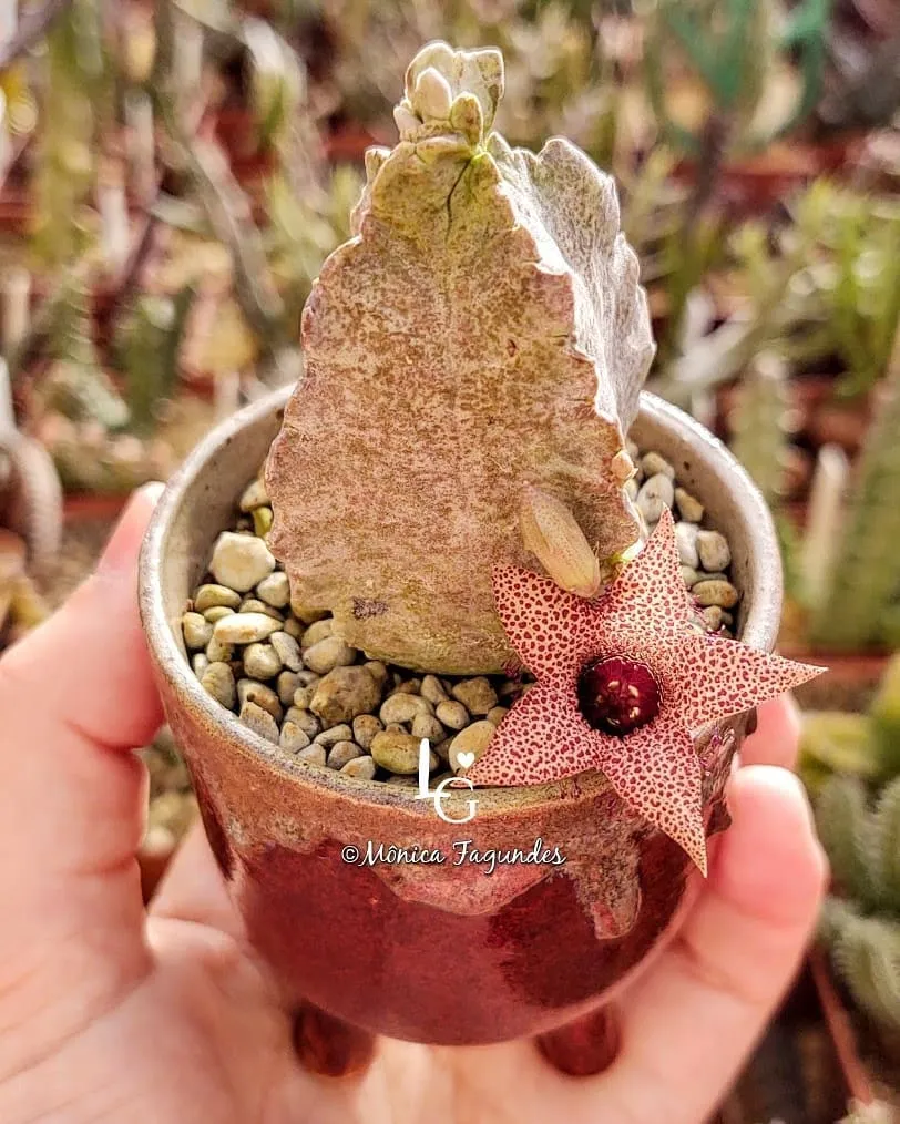Tavaresia Succulent Plant In Round Ceramic Pot Held In Human Hand at Garden