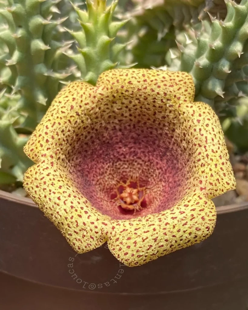 Closer View of Tavaresia Succulent Plant with Yellow Flower