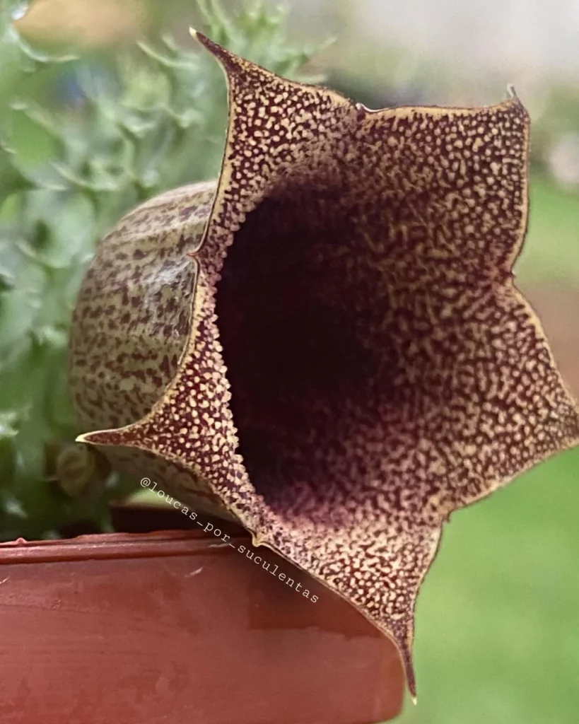 Close up Photo of Tavaresia Succulent Plant Flower