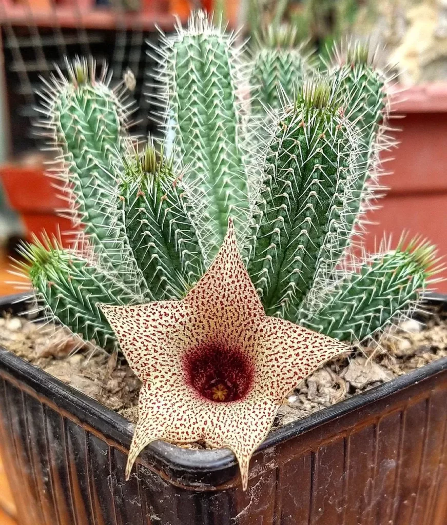 12" Tall Blooming Tavaresia Succulent Plant In Square Shape Plastic Pot at Garden Area