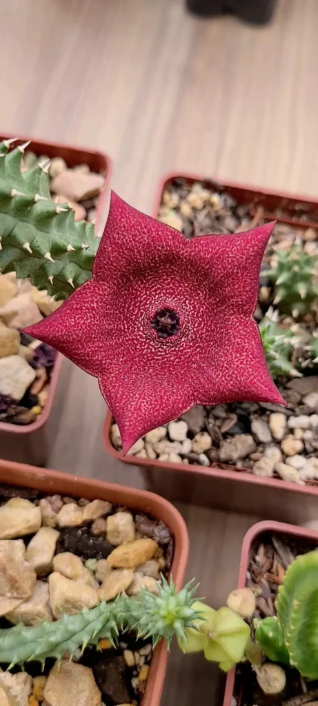 Top View of Blooming Tavaresia Succulent Plant In Square Shape Pot Displayed on Wooden Floor at Home Garden Area