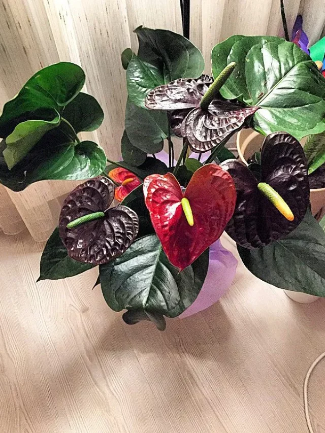 Raise a Black Queen Anthurium!