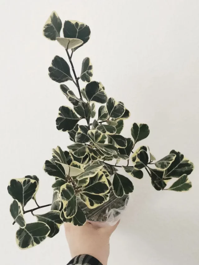 Thrive Your Ficus Triangularis Variegata!