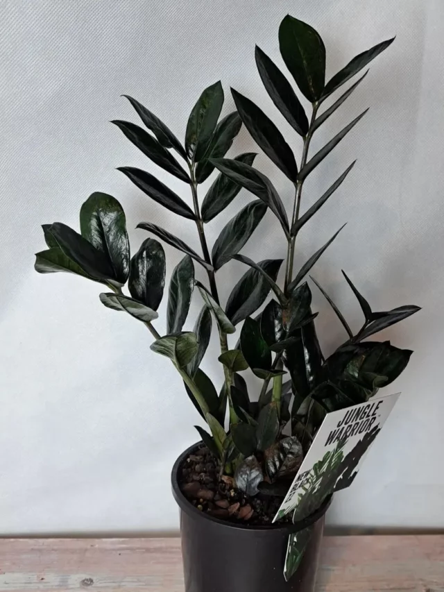 Win at ZZ Plant Care!
