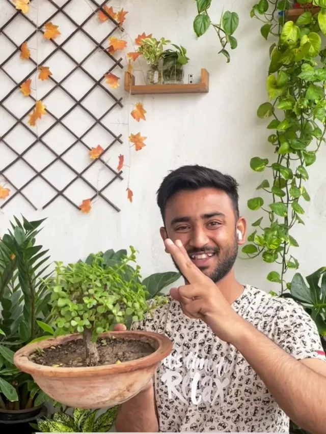 Jade Bonsai Transformation: Possible or Not?
