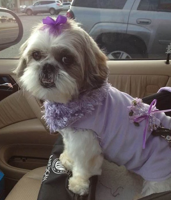 Pickles, Mary's shih tzu, in a purple sweater and bow