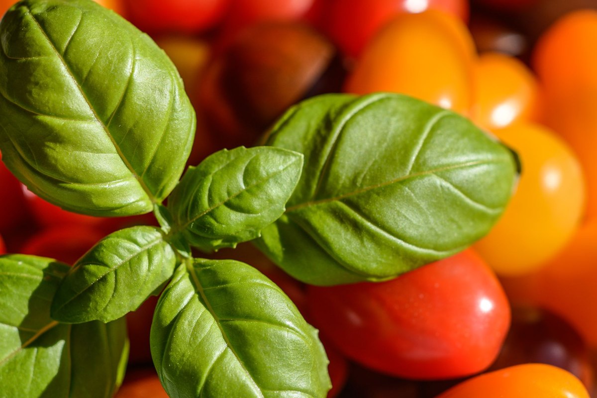 Getting ready to make classic tomato bruschetta