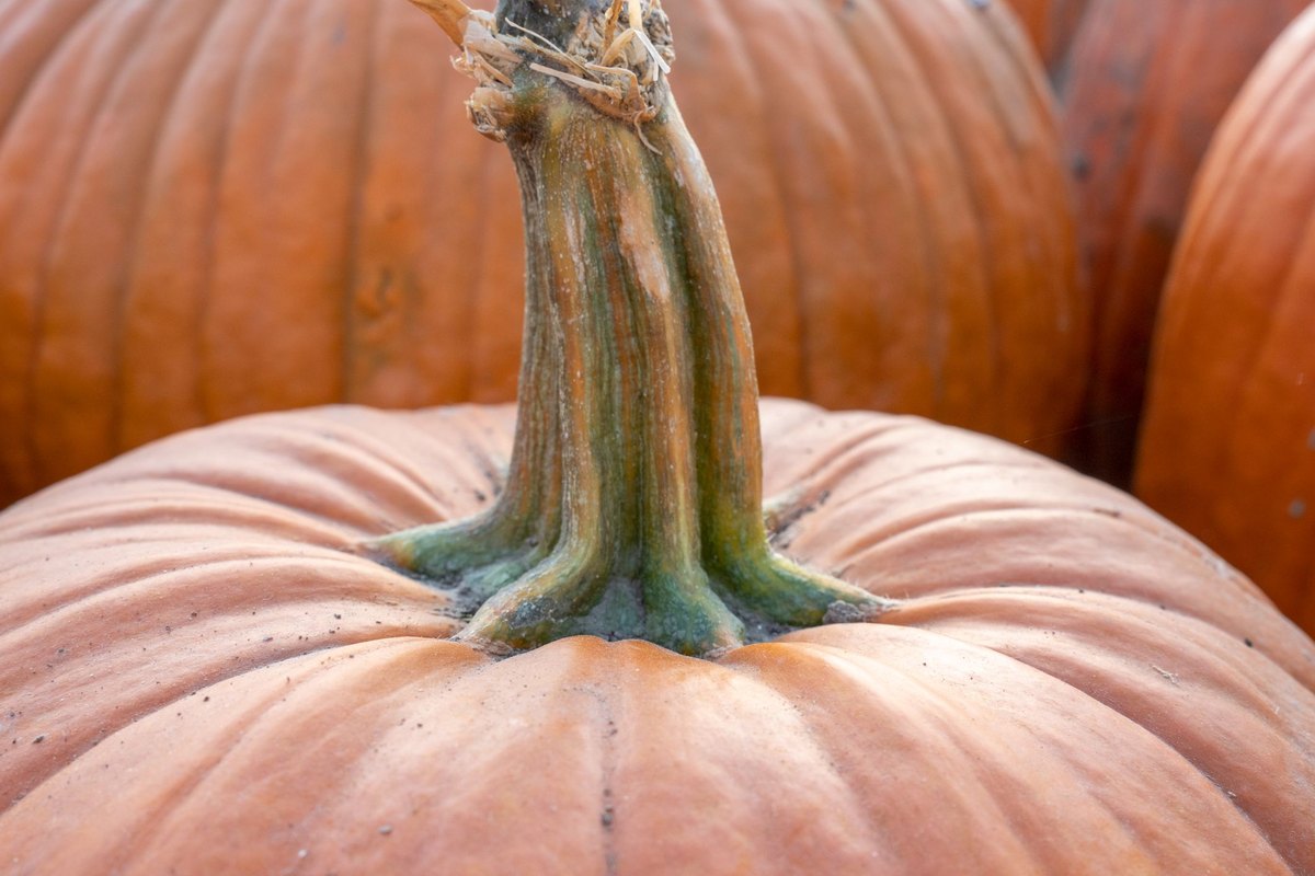 Getting ready to make moist pumpkin bread